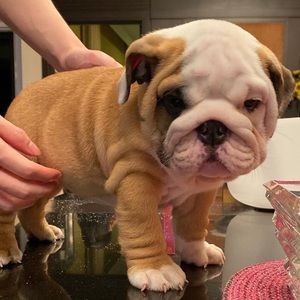 Meet your Posher, Jose